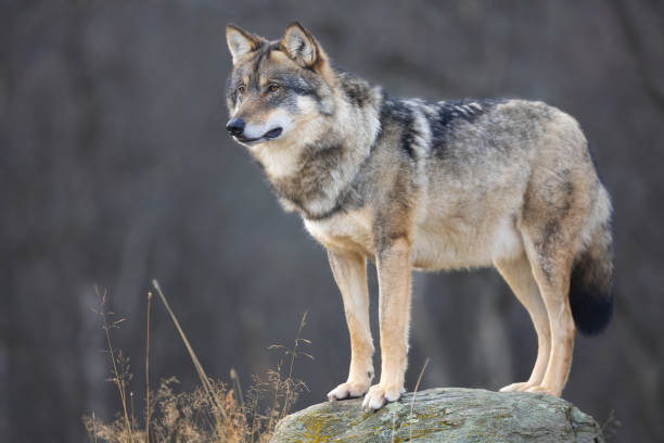 istock Large male grey wolf in profile looking for prey 1486727686