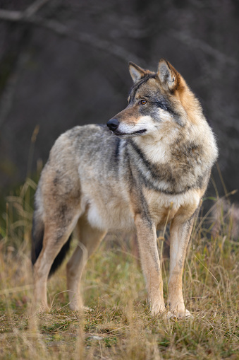 Close-up of male grey wolf standing in the forest observing. Wolf in profile.