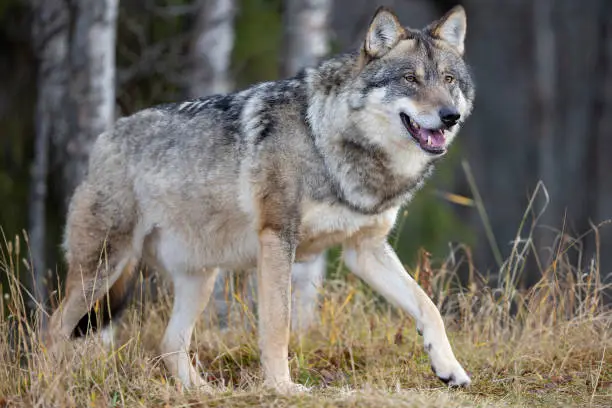 Photo of Profile of large male grey wolf walking on a hill in the forest