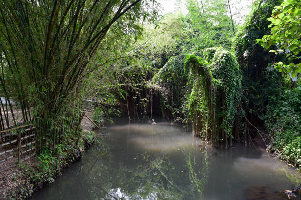 istock A river nestled amongst a lush bamboo forest. 1486727876