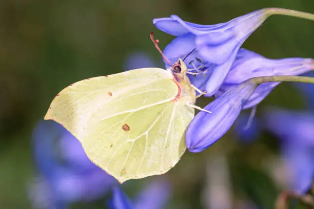 Common brimstone butterfly - Gonepteryx rhamni sucks nectar with its trunk from the blossom of the African Lily or African love flower - Agapanthus campanulatus