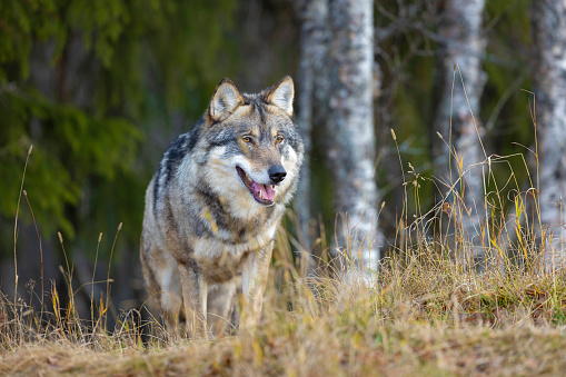 Canadian timberwolf (Canis lupus occidentalis) standing on a rock in front of a forest.