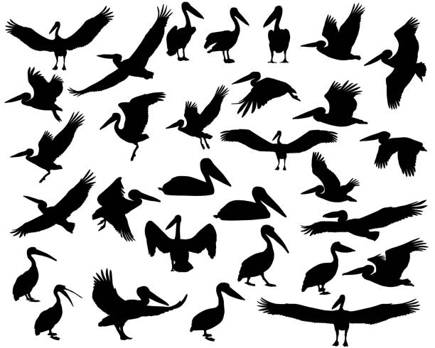 Collection of silhouettes of pelican birds