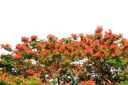 A big tree full of red flowers isolated on white background with clipping path.Selection focus.