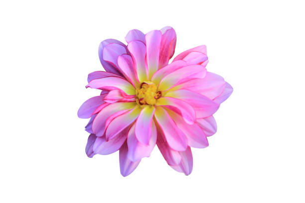 istock pink flowers isolated on white background with clipping path. 1486731049