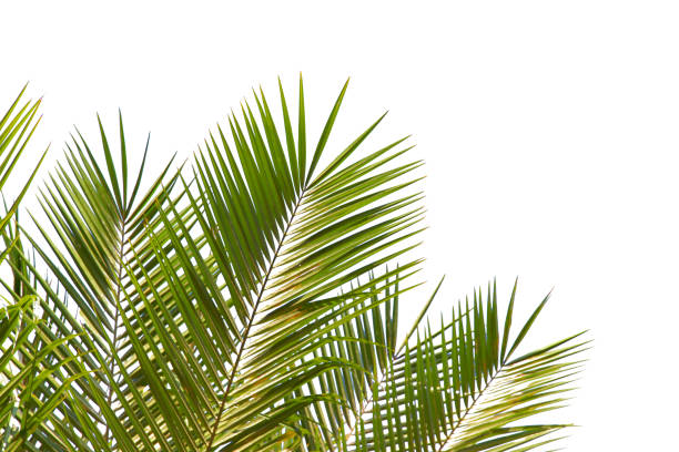 istock green coconut leaf or tree branch isolated on white background with clipping path.Selection focus. 1486731231
