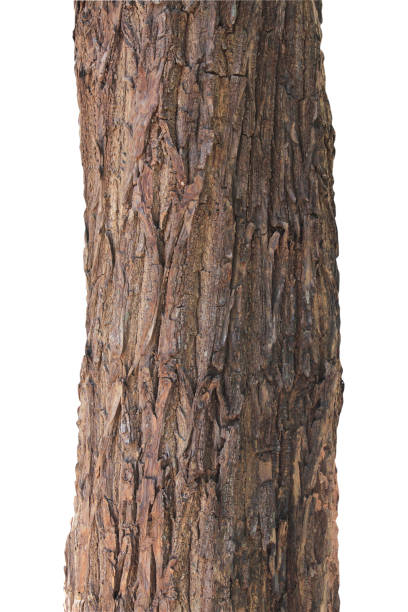 istock Tree trunk isolated on white background.Selection focus and with clipping path. 1486731358