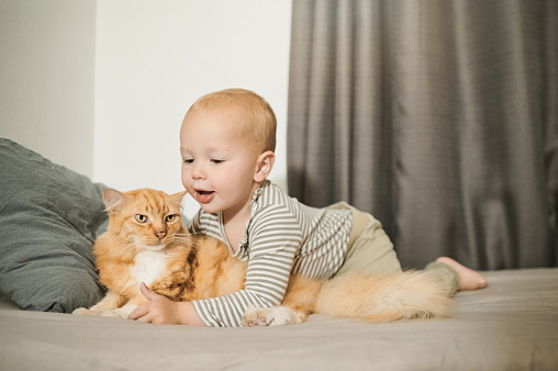 Cat, child and bonding with love and care in home bedroom for fun, growth and development. Happy male toddler kid play with pet animal for learning, friendship or happiness on a bed while curious