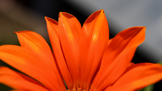 Close-up of Orange flower petals under the light of sunbeam in morning in beautiful garden for creating the flower background