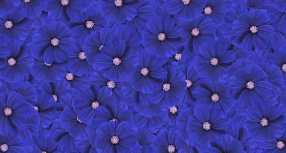 Dark blue cosmos flower pattern background. Art or abstract of flora, floral and beautiful natural wallpaper.