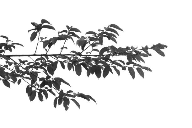 istock Silhouette tree branch isolated with white background and with clipping path. 1486734028