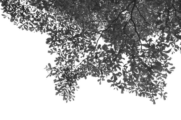 istock Silhouette tree branch isolated with white background and with clipping path. 1486734070