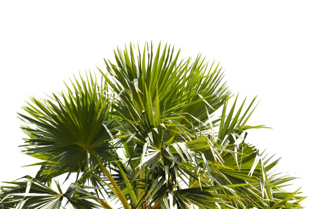 istock green coconut leaf or tree branch isolated on white background with clipping path.Selection focus. 1486734077