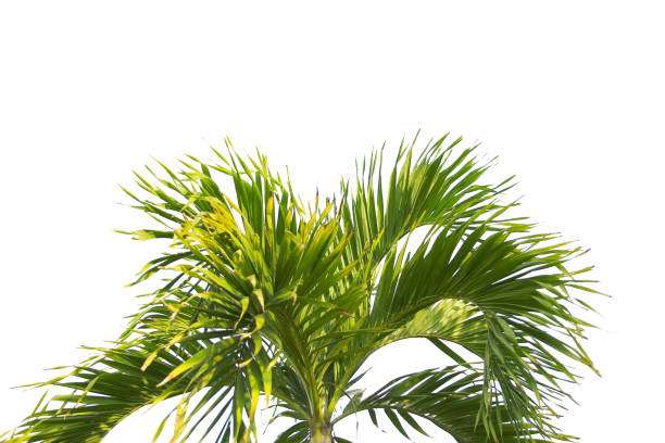 istock green coconut leaf or tree branch isolated on white background with clipping path.Selection focus. 1486734142