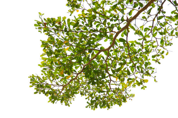 istock Green leaf or branch isolated on white background with clipping path. 1486734180