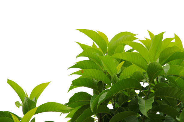 istock Green leaf or branch isolated on white background with clipping path. 1486734259