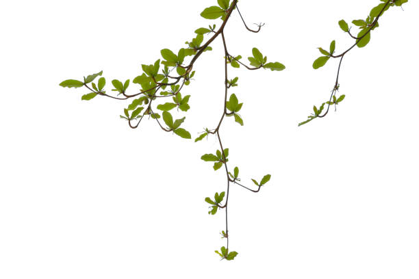 istock Green leaf or branch isolated on white background with clipping path. 1486734297