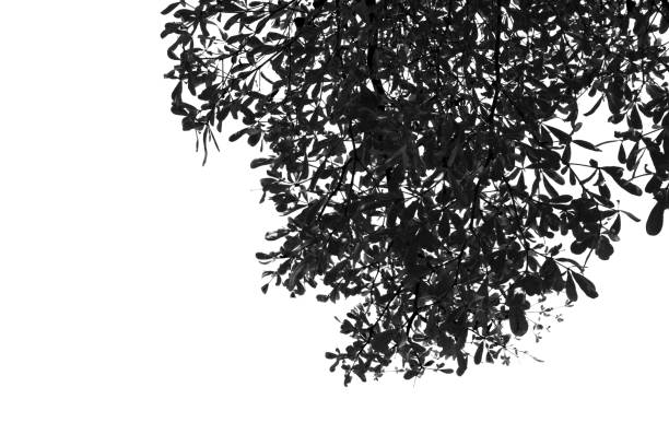 istock Silhouette tree branch isolated with white background and with clipping path. 1486734446
