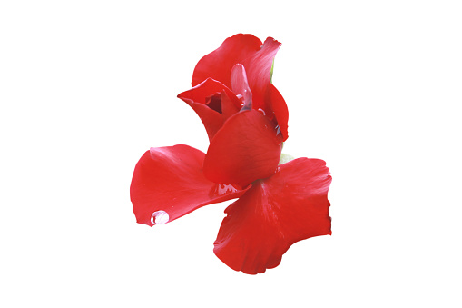 red flower isolated on white background.