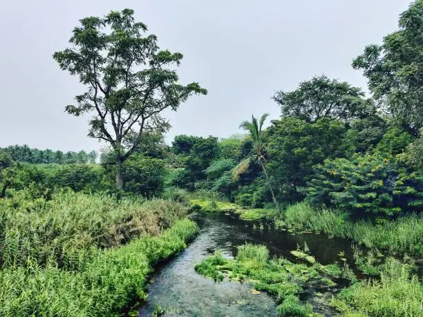 Photo of Beautiful river side landscape captured in the village side