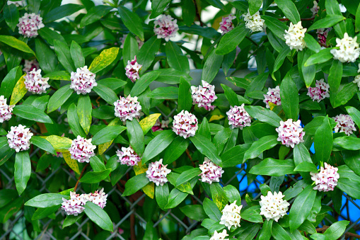 Daphne odona, also called Japan daphne and daphne indica and native to Japan and China, is a compact evergreen shrub with dark green leaves and terminal umbels of very fragrant, reddish-purple, yellow or white flowers from late winter to early spring, often followed by colorful berries.