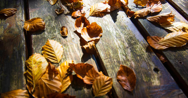 autumn