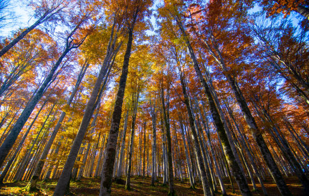 drzewa o jesiennych kolorach pchają ku niebu - clark county zdjęcia i obrazy z banku zdjęć