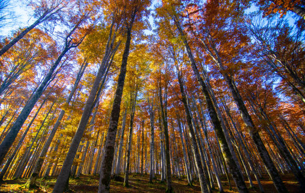 árvores com cores de outono empurram para o céu - autumn falling leaf new england - fotografias e filmes do acervo