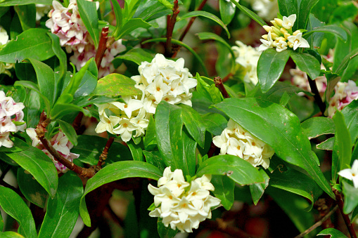 Daphne odona, also called Japan daphne and daphne indica and native to Japan and China, is a compact evergreen shrub with dark green leaves and terminal umbels of very fragrant, reddish-purple, yellow or white flowers from late winter to early spring, often followed by colorful berries.