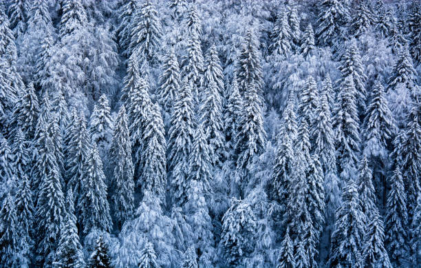 dopo la grande neve il grande freddo copre i boschi - european alps flower north tirol holiday foto e immagini stock