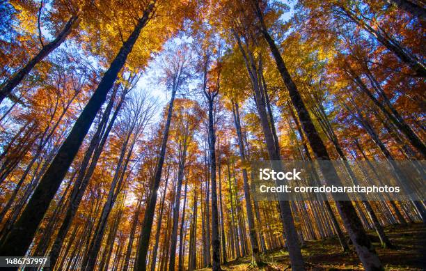 Colors Of The Forest A Beautiful Autumn Day Stock Photo - Download Image Now - Landscape - Scenery, Seattle, Autumn