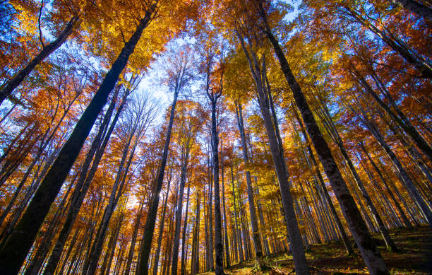 cores da floresta um belo dia de outono - autumn falling leaf new england - fotografias e filmes do acervo