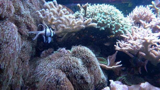 istock Sea anemones in beautiful aquarium 1486738269