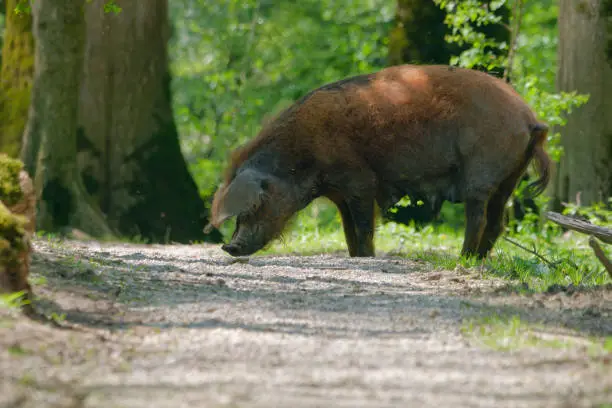 Selective focus photo of a sow of a Turopolje pig (Turopoljska svinja) standing in the path in the swamps near the village of Muzilovcica, Lonjsko Polje Nature Park, Croatia