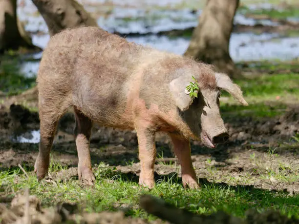 Close-up photo of a young Turopolje pig (Turopoljska svinja) in the swamps near the village of Muzilovcica, Lonjsko Polje Nature Park, Croatia