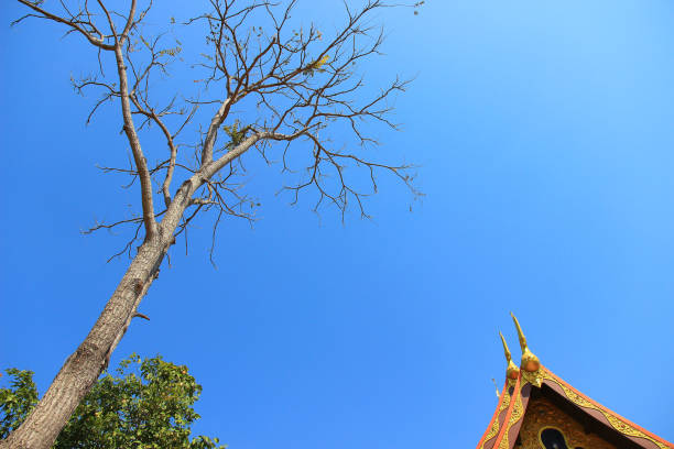 Tree branch on blue sky background.Refreshing and beautiful nature.