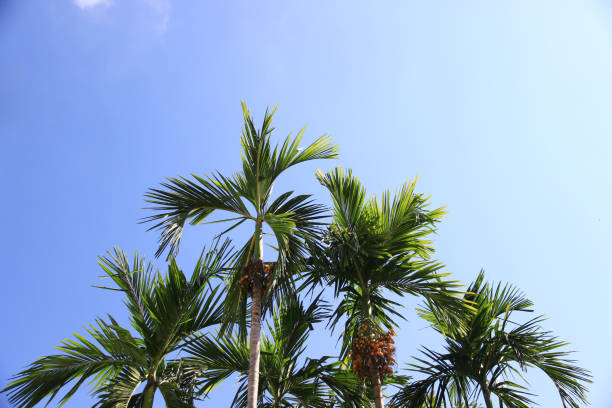 istock Coconut or plam tree on blue sky background.It natural and beautiful. 1486738477
