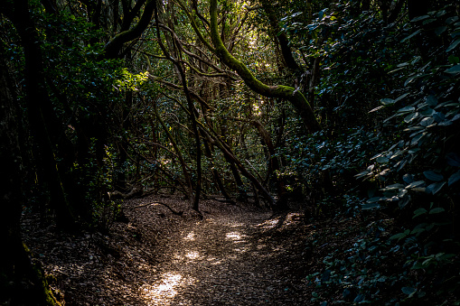 Discover the captivating allure of Tenerife's Anaga laurel forest as you hike along a sunlit path, surrounded by lush foliage and embark on a enchanting journey through this mystical natural paradise.