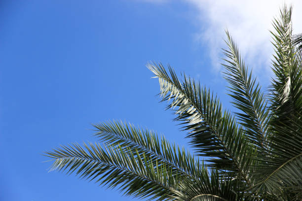 istock plam tree or coconut branch with bluesky background. 1486739620