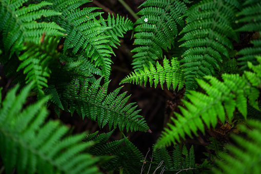 tall trees in the middle of a tropical forest in Tambopata, Madre de Dios, Peru