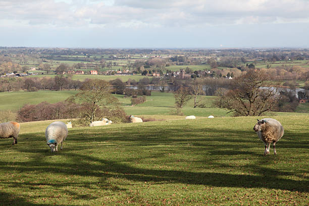 vista de marbury - lake field cheshire scenics imagens e fotografias de stock