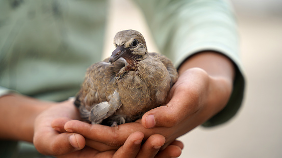 Taking care, feeding pet bird budgie chick with hand or baby love bird in caring human hand. Playing small birdie, giving food green leafy vegetable for eating