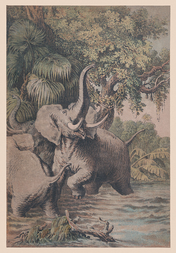 African elephants (Loxodonta africana) in the jungle. Chromolithograph after a watercolor, published ca. 1880