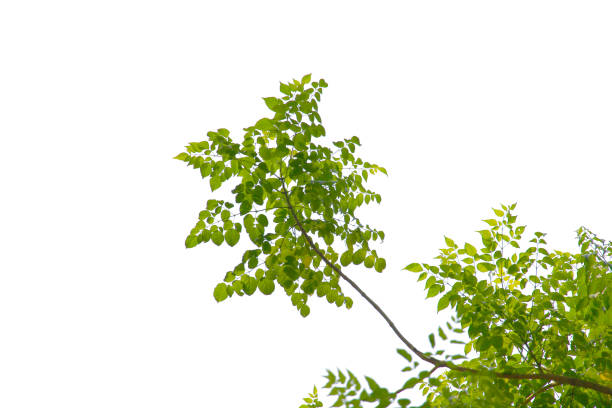 istock Green leaf or branch isolated on white background. 1486746905