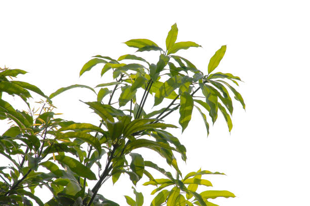 istock Green leaf or branch isolated on white background. 1486746909