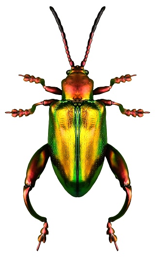 A beautiful beetle with many colors on its body