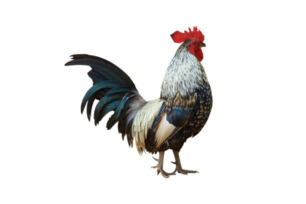 istock beautiful colored chicken isolated on white background and with clipping path. 1486747359