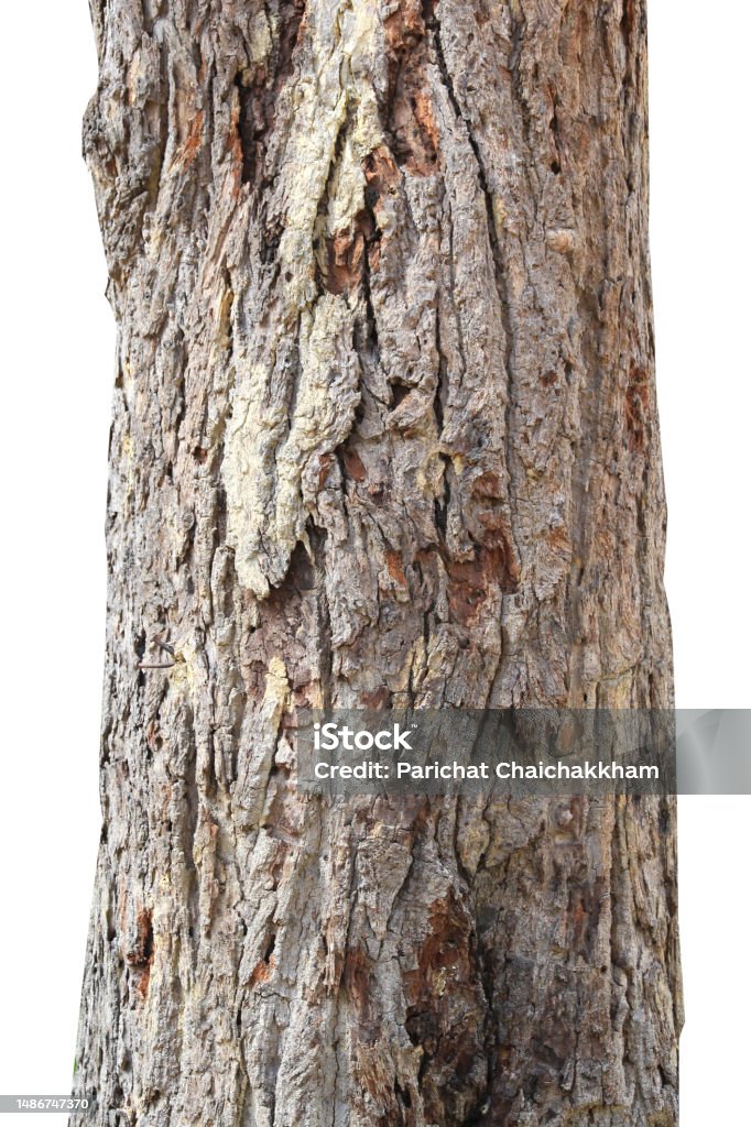 Trunk Image Tree Trunk Isolated On White Backgroundselection Focus And With ...