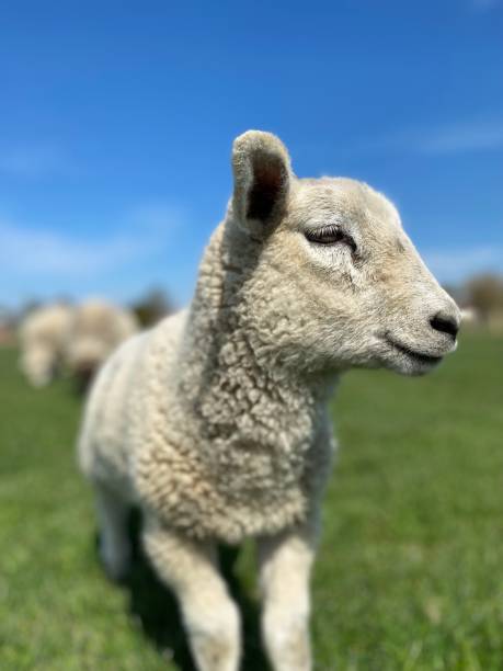 istock White lamb on a green meadow 1486747423