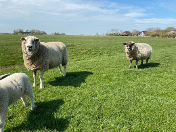 istock Lamb and two sheep on a green meadow in good weather 1486747449